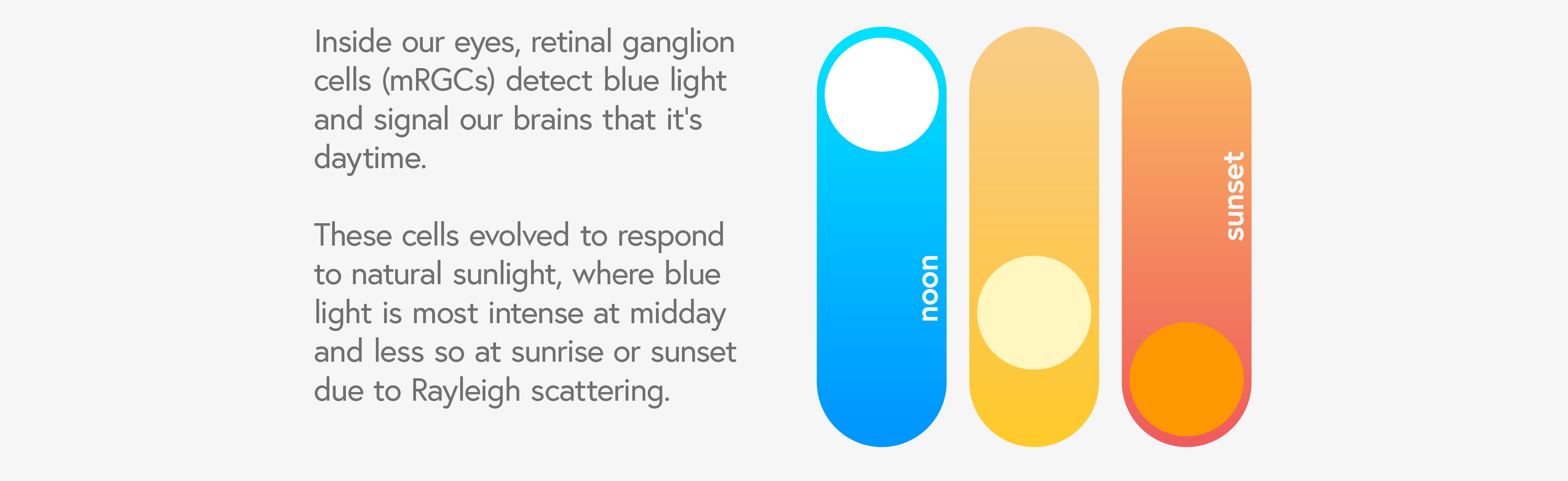 Illustration showing how retinal ganglion cells (mRGCs) detect blue light at different times of day: noon, sunset, and their response to natural sunlight patterns.